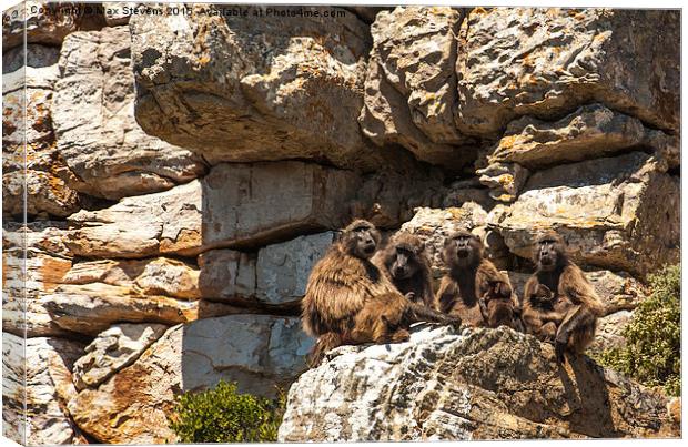  Baboon family group Canvas Print by Max Stevens