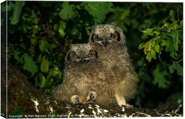 Spotted Eagle Owl chicks (Bubo Africanus) Canvas Print by Max Stevens