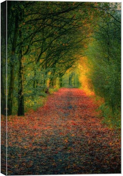 An autumn walk  Canvas Print by Derrick Fox Lomax