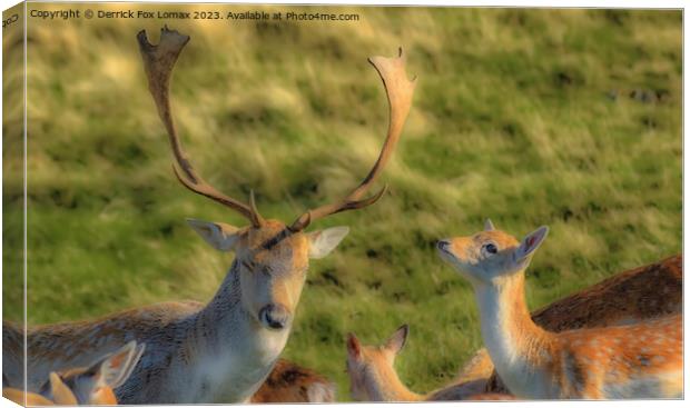 Fallow Deer Stag And Fawn Canvas Print by Derrick Fox Lomax