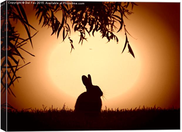  evening bunny Canvas Print by Derrick Fox Lomax