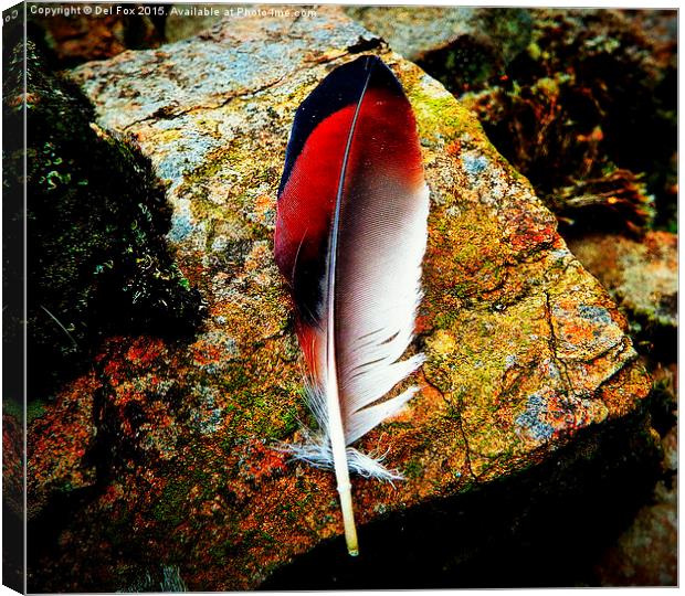 feather on the rock Canvas Print by Derrick Fox Lomax