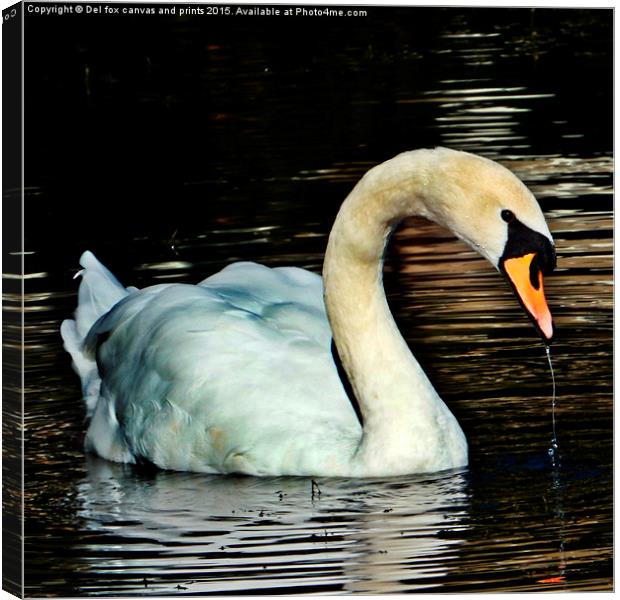  swan on the lake Canvas Print by Derrick Fox Lomax