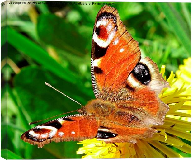  peacock butterfly Canvas Print by Derrick Fox Lomax