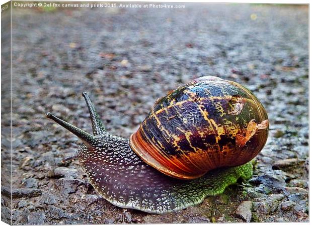  Battered snail shell Canvas Print by Derrick Fox Lomax