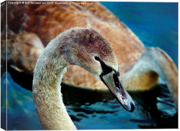  young swan Canvas Print by Derrick Fox Lomax