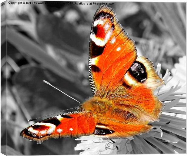  peacock butterfly Canvas Print by Derrick Fox Lomax