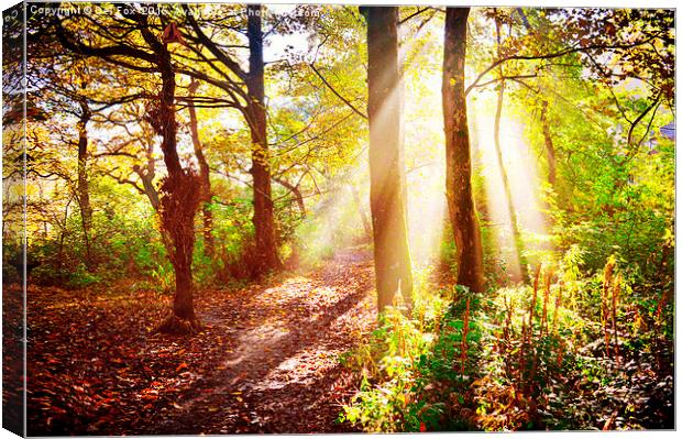  walk in the woods Canvas Print by Derrick Fox Lomax