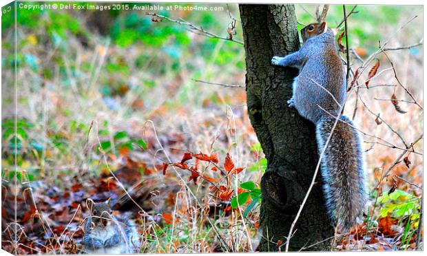 squirells in trees Canvas Print by Derrick Fox Lomax