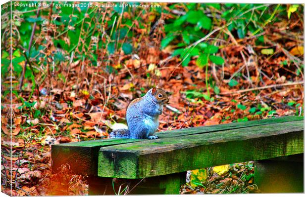  grey squirrel on a bench Canvas Print by Derrick Fox Lomax