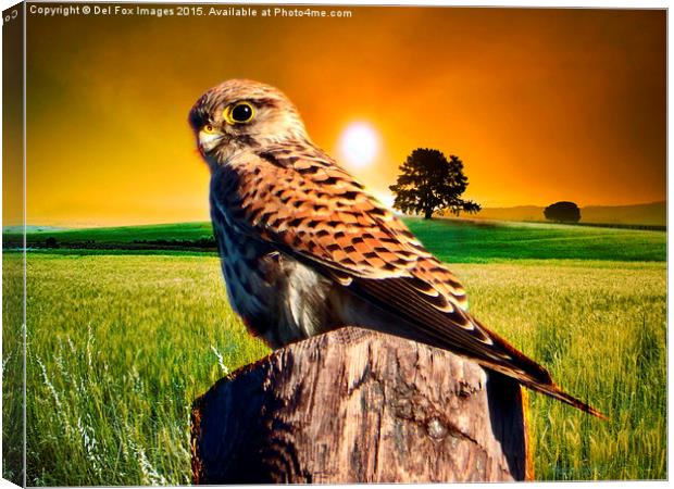 Perching Kestrel Canvas Print by Derrick Fox Lomax