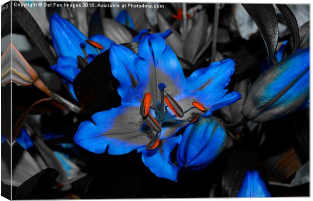A Vibrant Lilly's First Bloom Canvas Print by Derrick Fox Lomax