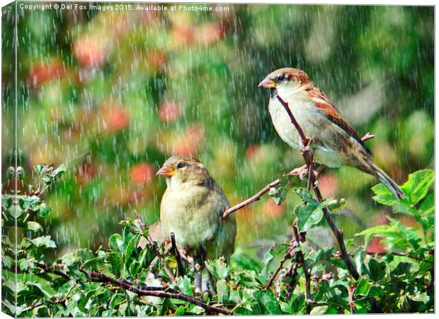  Sparrow birds in the rain Canvas Print by Derrick Fox Lomax