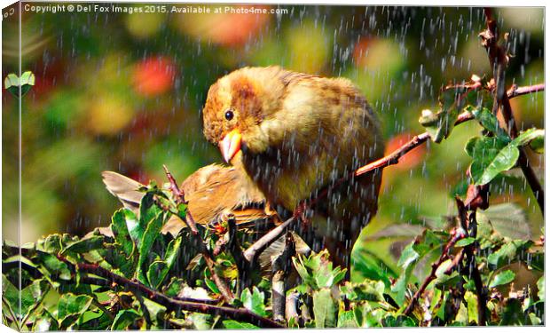 Bird in the rain Canvas Print by Derrick Fox Lomax