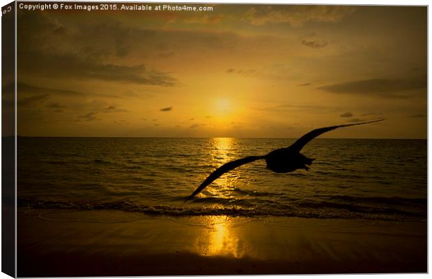  flying bird at sea Canvas Print by Derrick Fox Lomax