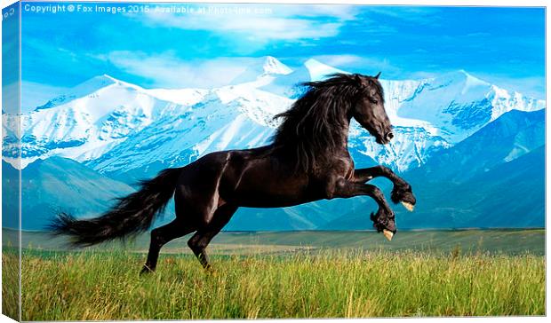  Black stallion Canvas Print by Derrick Fox Lomax