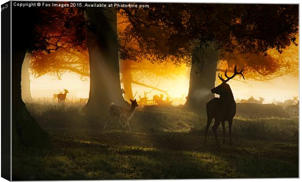  Forest deer and mist Canvas Print by Derrick Fox Lomax