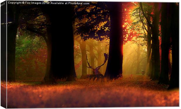 Deer in the forest Canvas Print by Derrick Fox Lomax