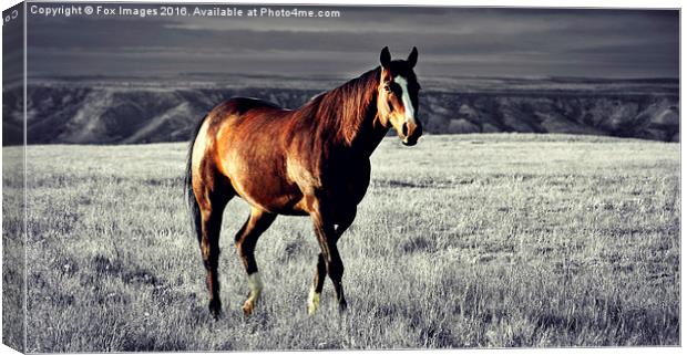  A lone horse Canvas Print by Derrick Fox Lomax