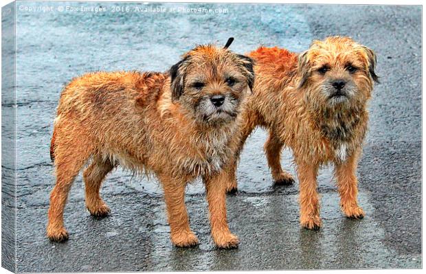 Border terrier dogs Canvas Print by Derrick Fox Lomax