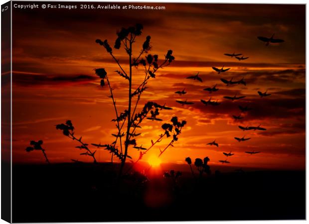 Birds at sunset Canvas Print by Derrick Fox Lomax