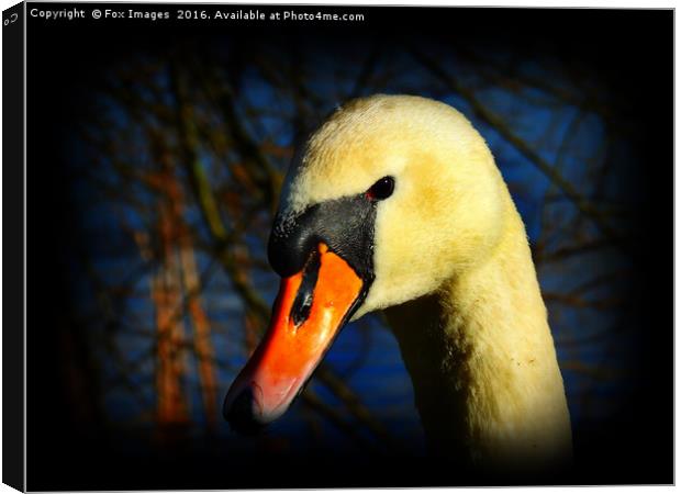 Female Mute Swan Canvas Print by Derrick Fox Lomax