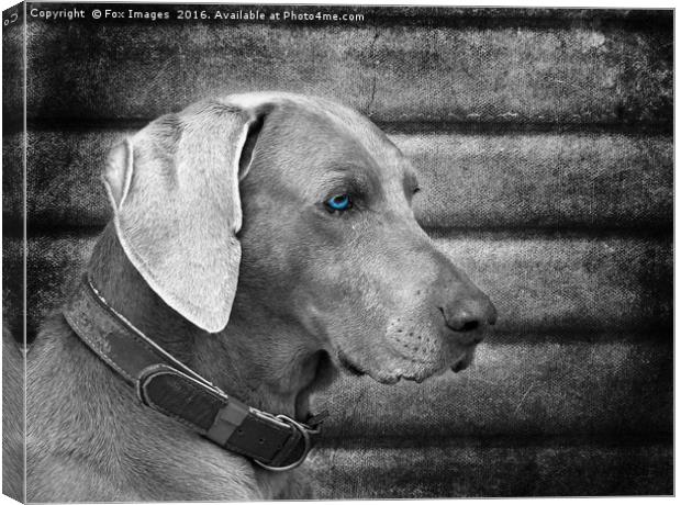  Weimaraner Dog Canvas Print by Derrick Fox Lomax