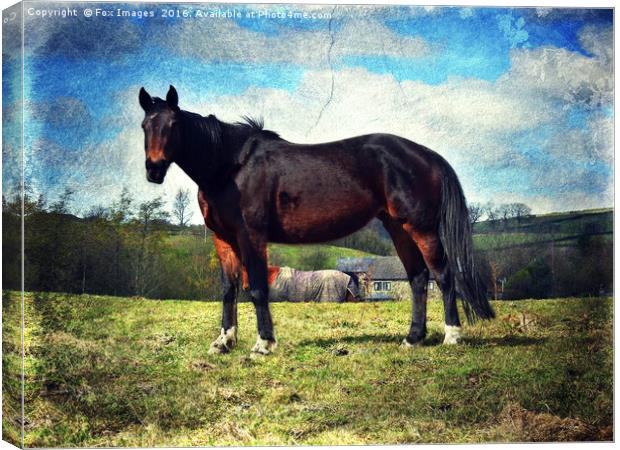 Horse in a field Canvas Print by Derrick Fox Lomax