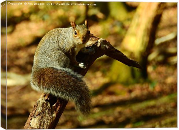 Squirell on a log Canvas Print by Derrick Fox Lomax