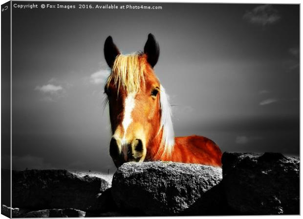 Horse over the wall Canvas Print by Derrick Fox Lomax