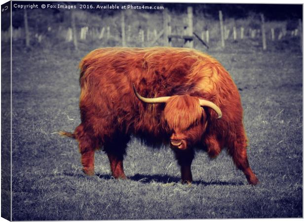 Longhorn highland cattle Canvas Print by Derrick Fox Lomax