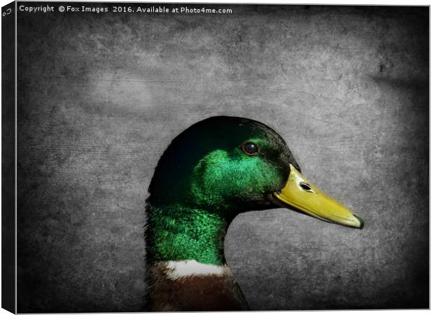 Mallard duck Canvas Print by Derrick Fox Lomax