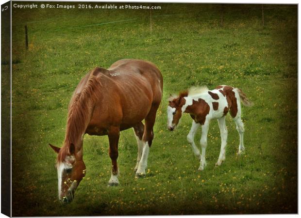 Horse and foal Canvas Print by Derrick Fox Lomax