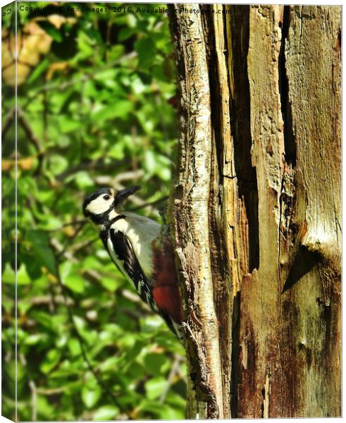 Great Spotted Woodpecker Canvas Print by Derrick Fox Lomax