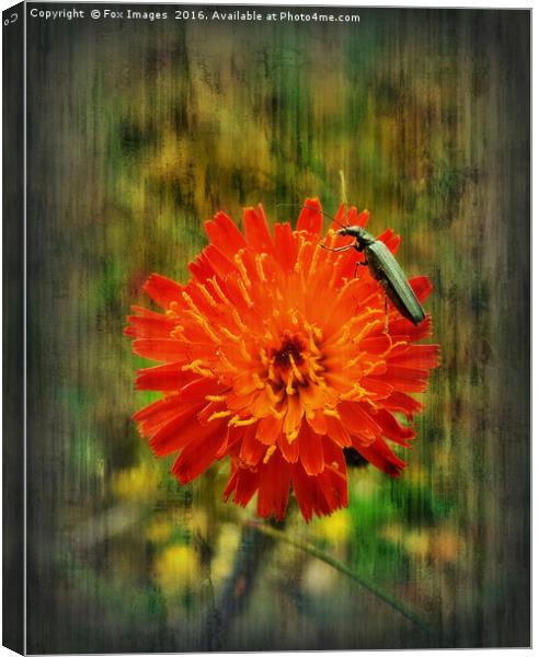 countryside bloom Canvas Print by Derrick Fox Lomax