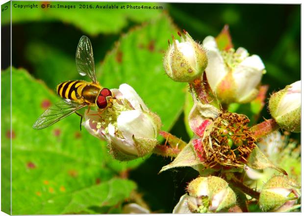 Hover fly in summer Canvas Print by Derrick Fox Lomax