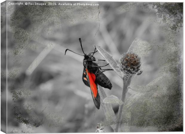 Burnet moth Canvas Print by Derrick Fox Lomax