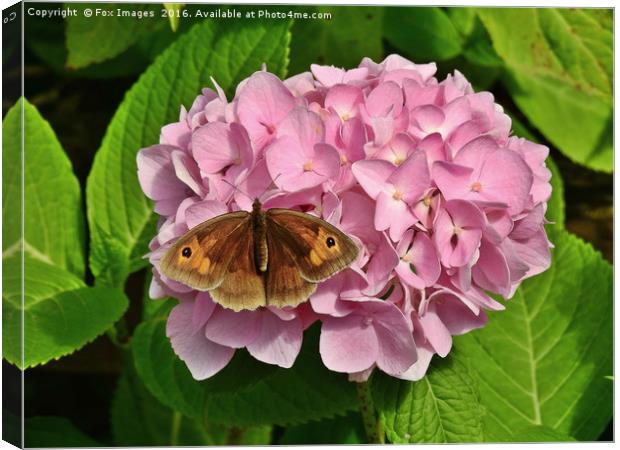 Meadow Brown Butterfly Canvas Print by Derrick Fox Lomax