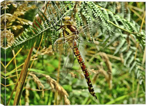 Southern hawker dragonfly Canvas Print by Derrick Fox Lomax