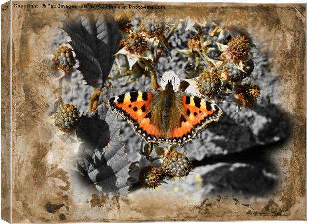  Tortoise shell Butterfly Canvas Print by Derrick Fox Lomax