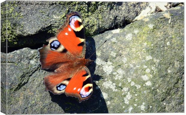 peacock butterfly Canvas Print by Derrick Fox Lomax