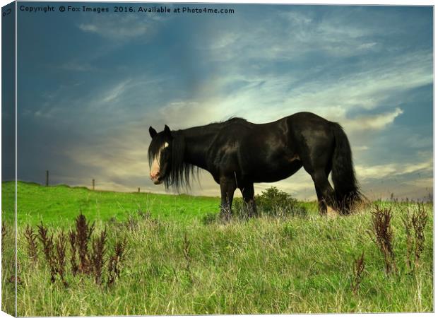 Horse in the field Canvas Print by Derrick Fox Lomax