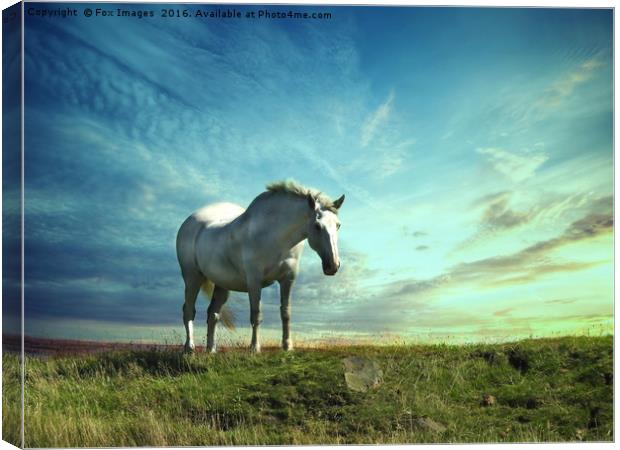 White horse on the hill Canvas Print by Derrick Fox Lomax