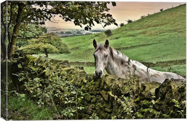 Horse in the countryside Canvas Print by Derrick Fox Lomax