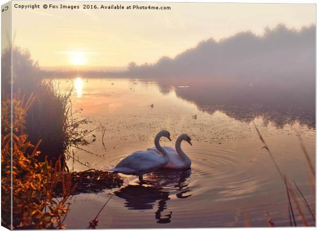 Swans on the lake Canvas Print by Derrick Fox Lomax