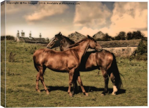 Horses on the farm Canvas Print by Derrick Fox Lomax