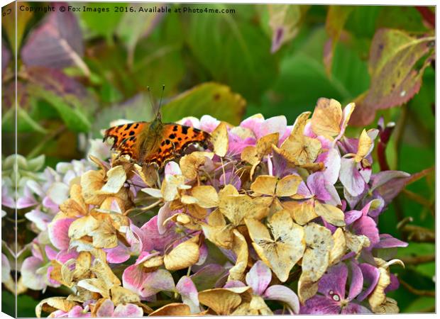 Comma Butterfly Canvas Print by Derrick Fox Lomax