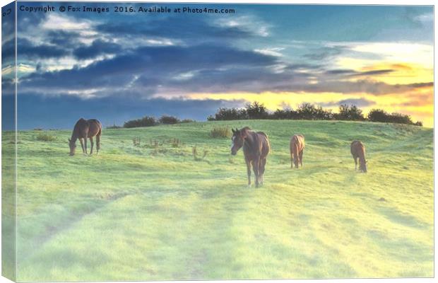  Misty Sunrise horses Canvas Print by Derrick Fox Lomax
