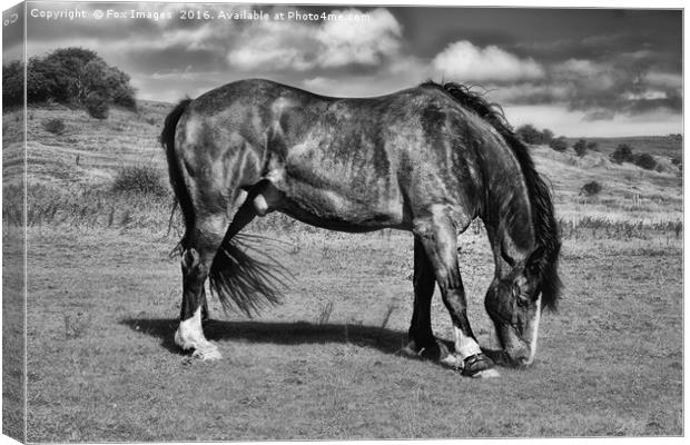 Horse Grazing Canvas Print by Derrick Fox Lomax