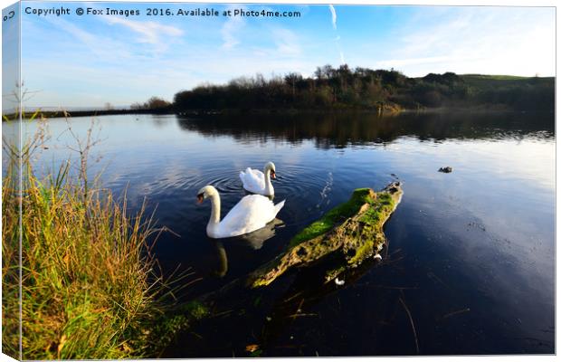 Swans on the lake Canvas Print by Derrick Fox Lomax